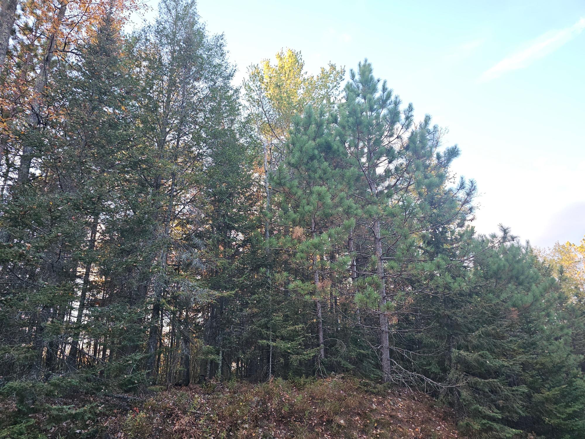Near Ridgeway Drive Lake Tomahawk, WI 54539 - Photo 29 of 29 Gallery Image 29