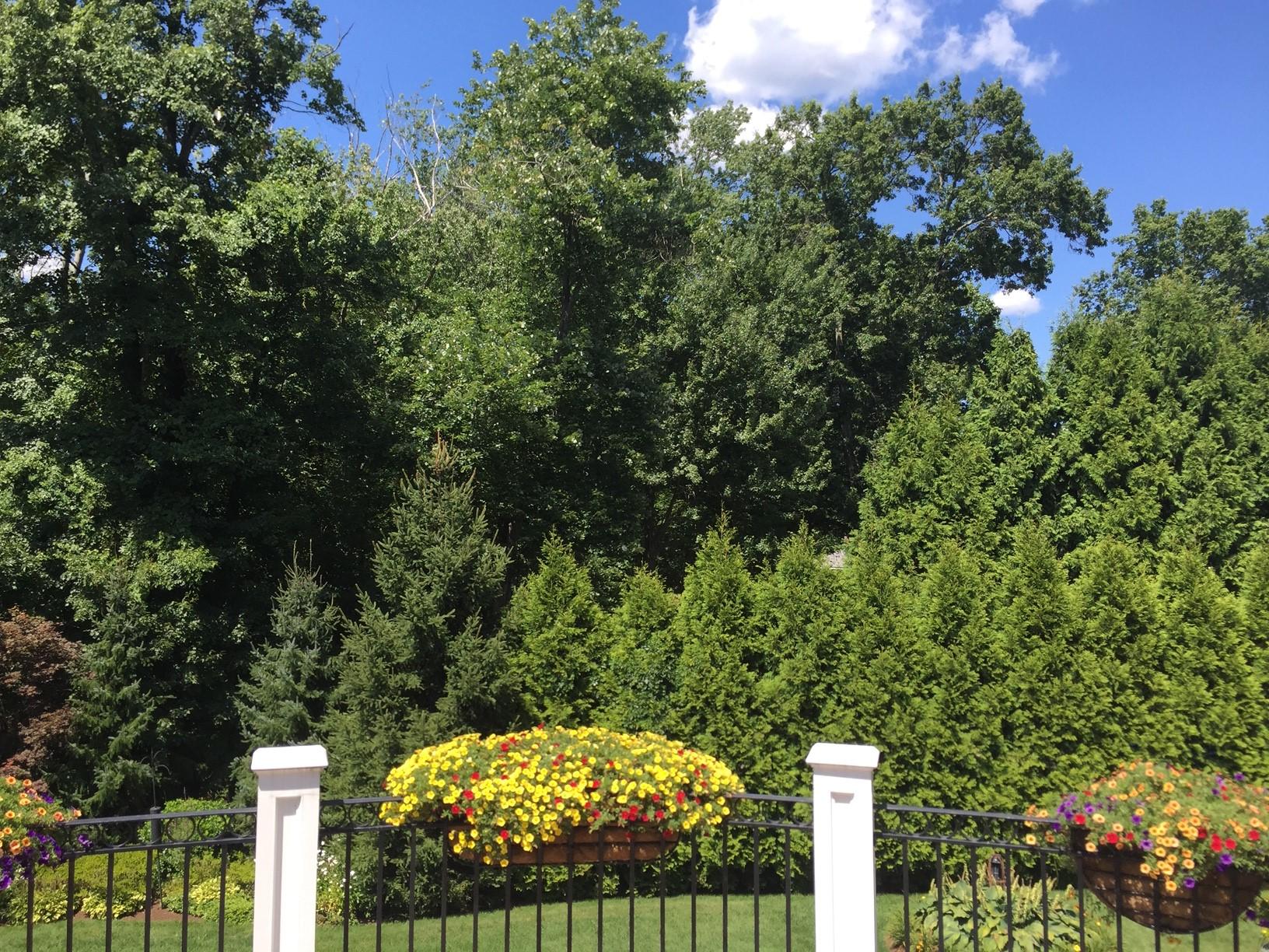 72 Conrad Road New Canaan, CT 06840 - Photo 33 of 35 Lush Landscaping