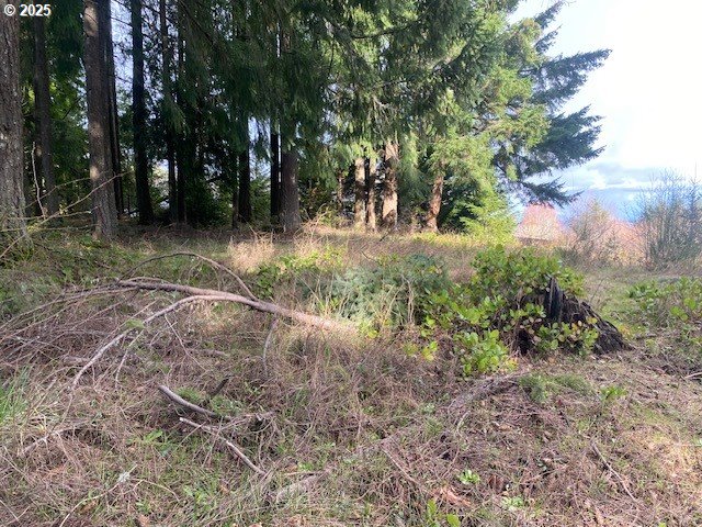 Hemlock Avenue Scappoose, OR 97056 - Photo 12 of 15 a view of a forest with trees