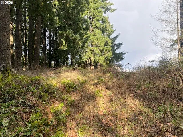a view of a house with a yard and tree s