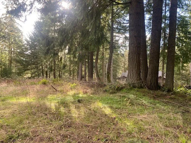 a view of backyard with tree