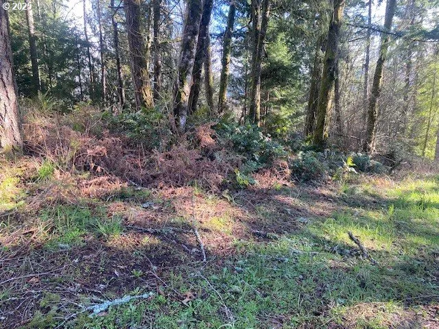 a view of a forest with trees