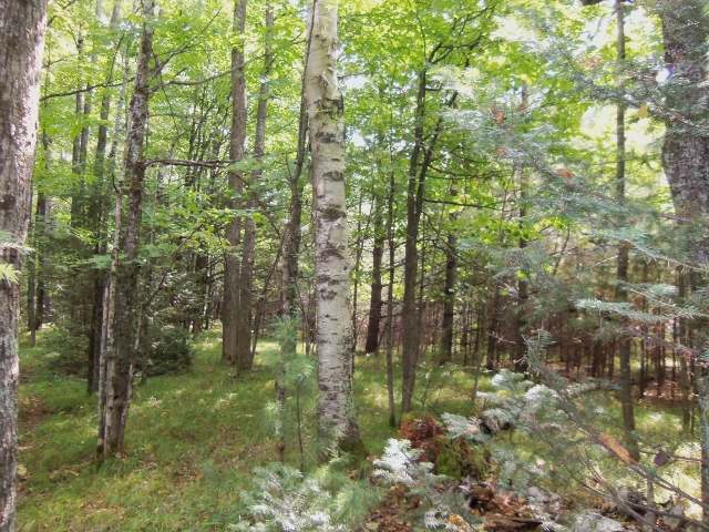 2499 Martha Lake Road Mercer, WI 54547 - Photo 7 of 16 Gallery Image 7