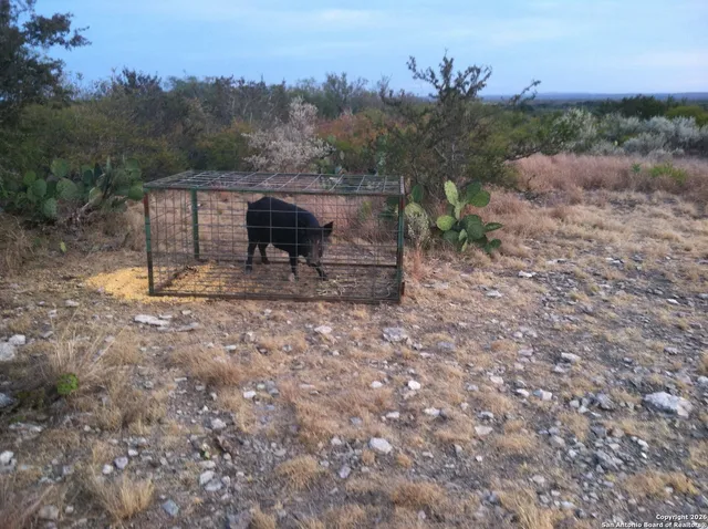 a view of a yard that has a fountain and a tree
