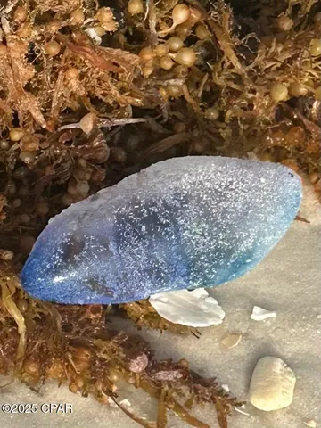 $3,000 | 959 Camp Fire Circle, Panama City Beach, FL 32413