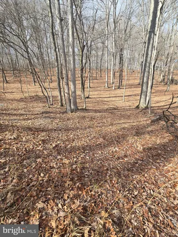 a view of yard with trees