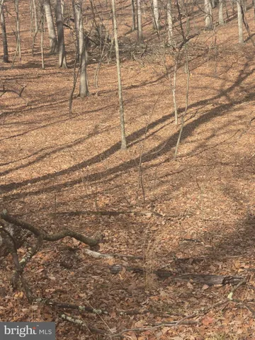 a view of a walk in the yard