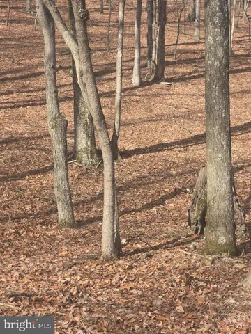 a plant is in the middle of the yard