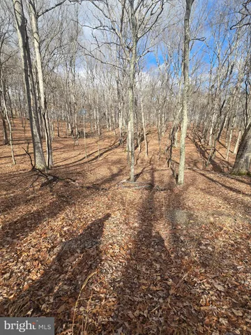 a view of empty yard with trees