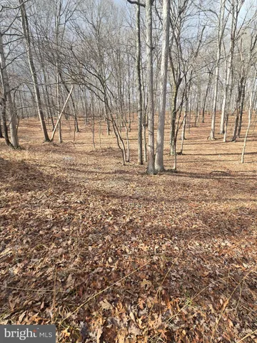 a view of yard with trees