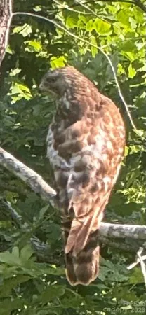 $1,000,000 | 46 Carden Drive, Unit 10, Weaverville, NC 28787