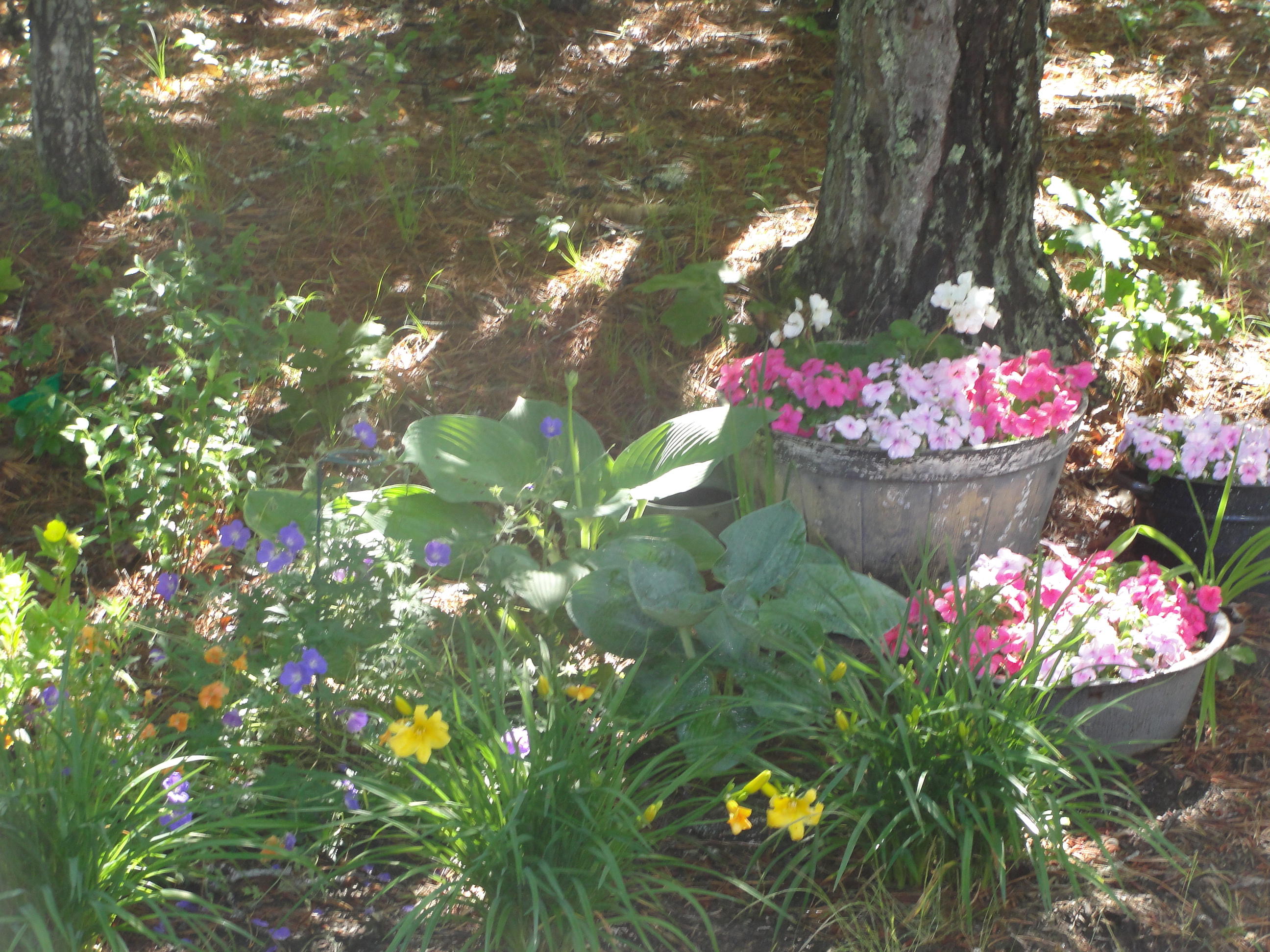 273 Red Fawn Road Brewster, MA 02631 - Photo 31 of 32 DSC05848