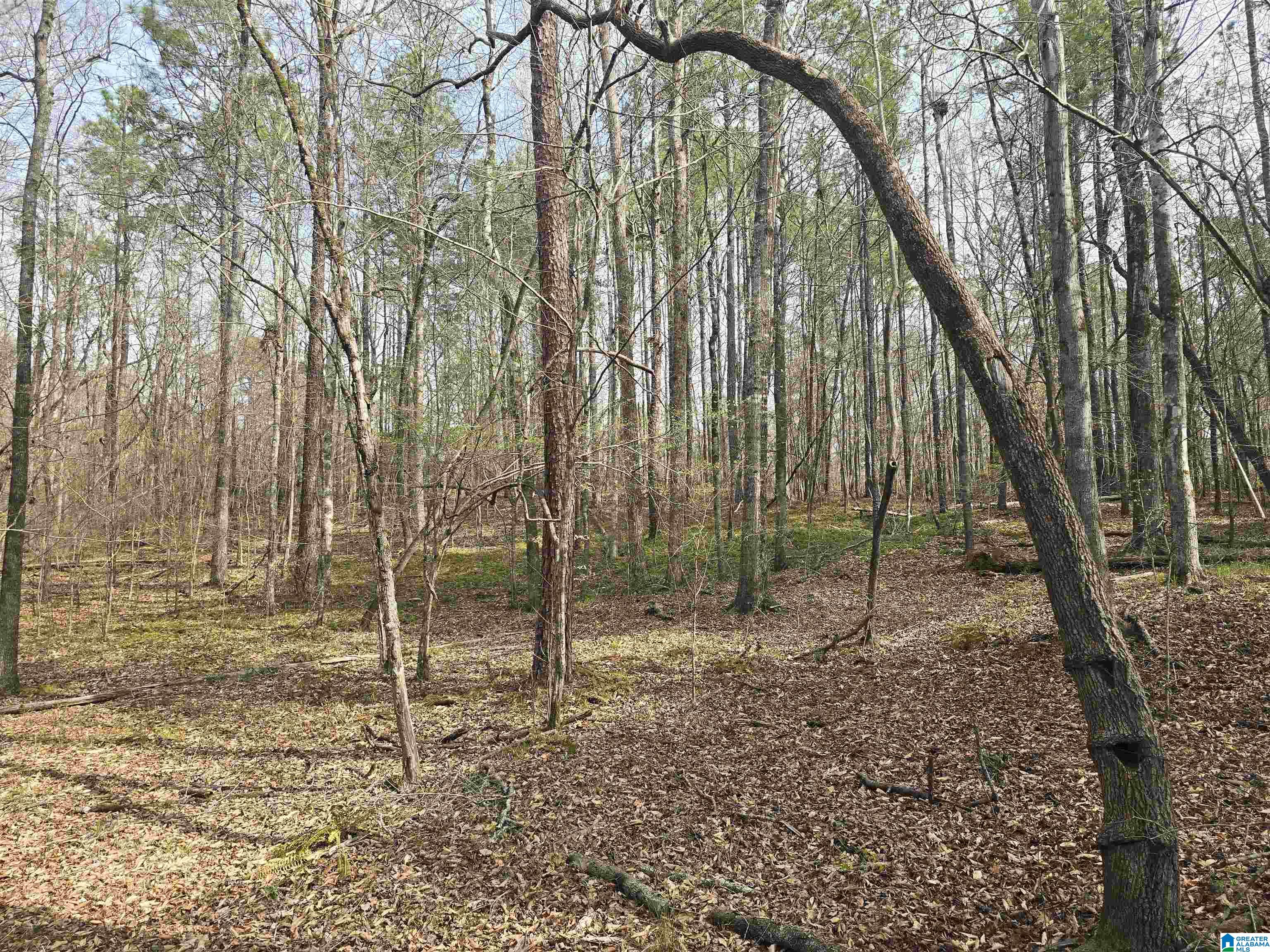 354 Springwell Road Rockford, AL 35136 - Photo 10 of 68