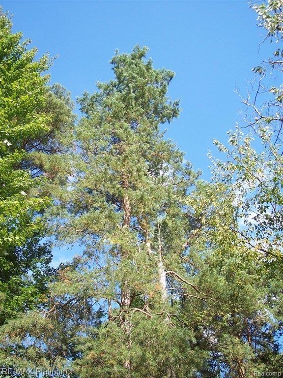 4107 Center Road Linden, MI 48451 - Photo 17 of 40 TALL TREES.JPG