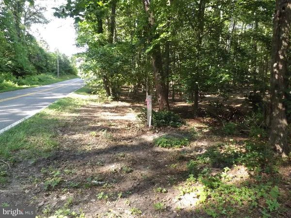 a view of a yard with plants and large trees