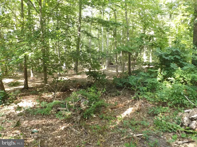 a view of a yard with plants and large trees