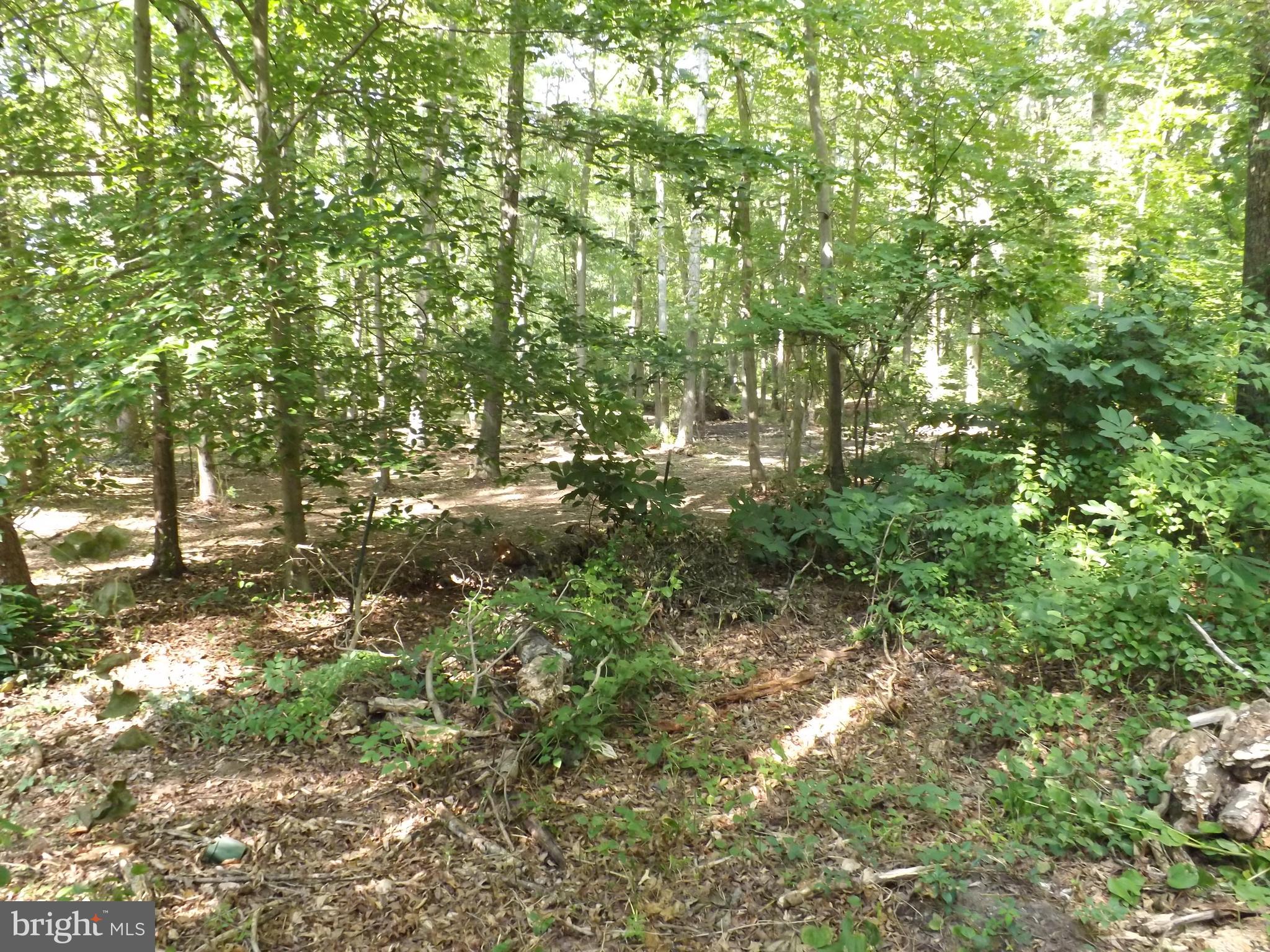 Croom Road Brandywine, MD 20613 - Photo 2 of 6 a view of a yard with plants and large trees