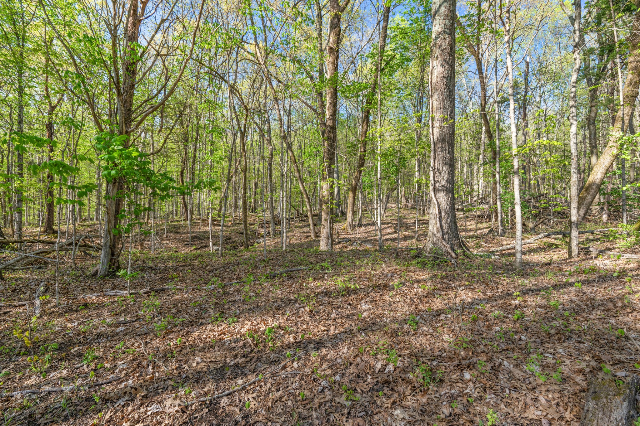 11065 Franklin Road Murfreesboro, TN 37128 - Photo 23 of 32 a view of outdoor space with trees