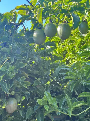 $8,500 | 1874 Villa Street, Mountain View, CA 94040