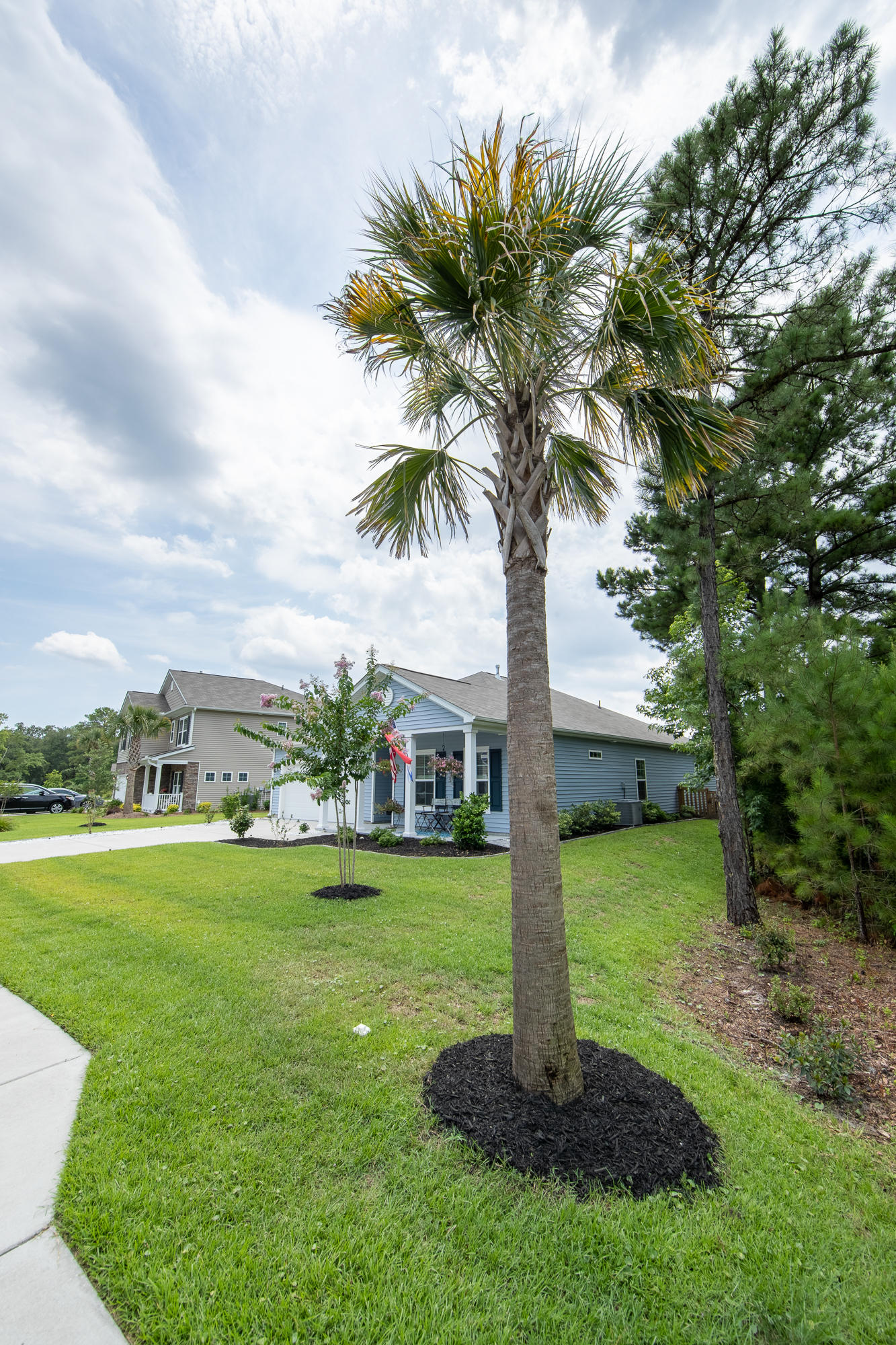 1547 Chastain Road Johns Island, SC 29455 - Photo 5 of 41 New Palm tree
