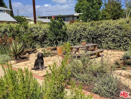 a view of a yard with plants and large trees