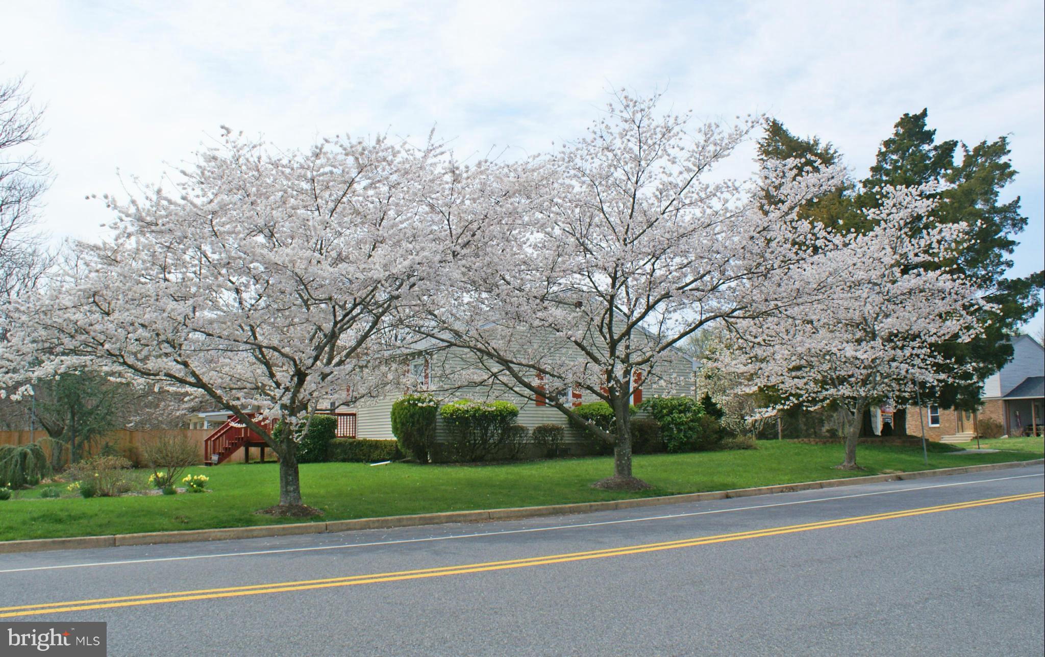 Side of House Showing Flowering Cherry Trees