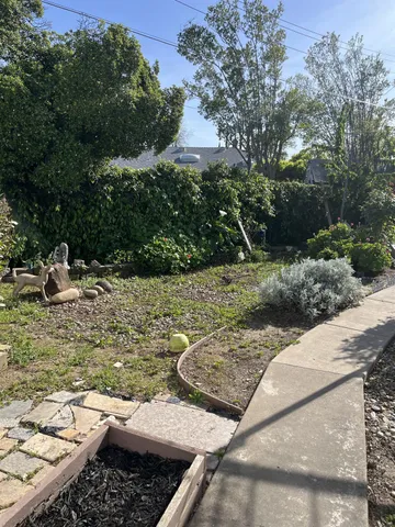 a view of a yard with plants and large trees