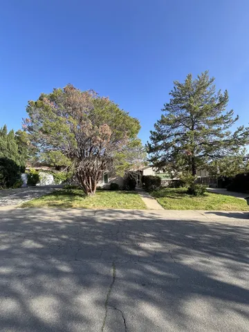 a view of a yard with plants and large trees
