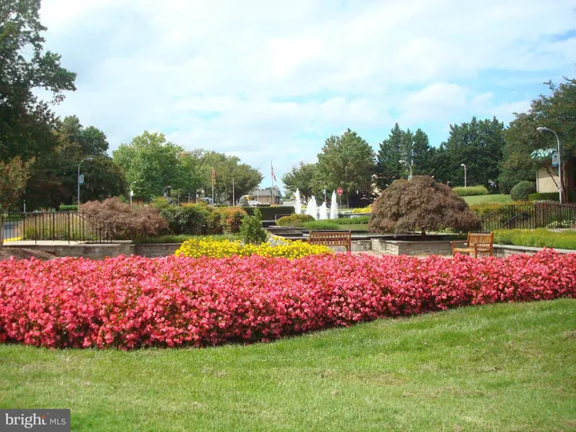 a view of a big yard with a large trees