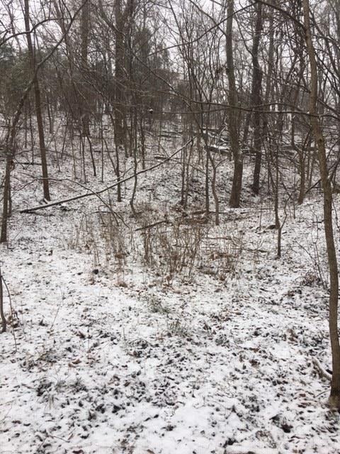 2907 Beech Log Road Watertown, TN 37184 - Photo 23 of 28 Wooded part of property