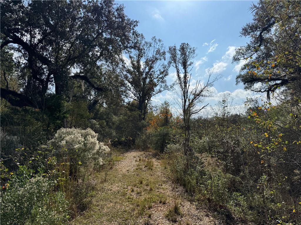 Tbd Patterson Road Springfield, LA 70462 - Photo 5 of 14