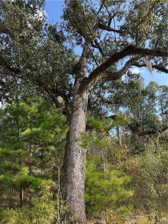 Tbd Patterson Road Springfield, LA 70462 - Photo 9 of 14