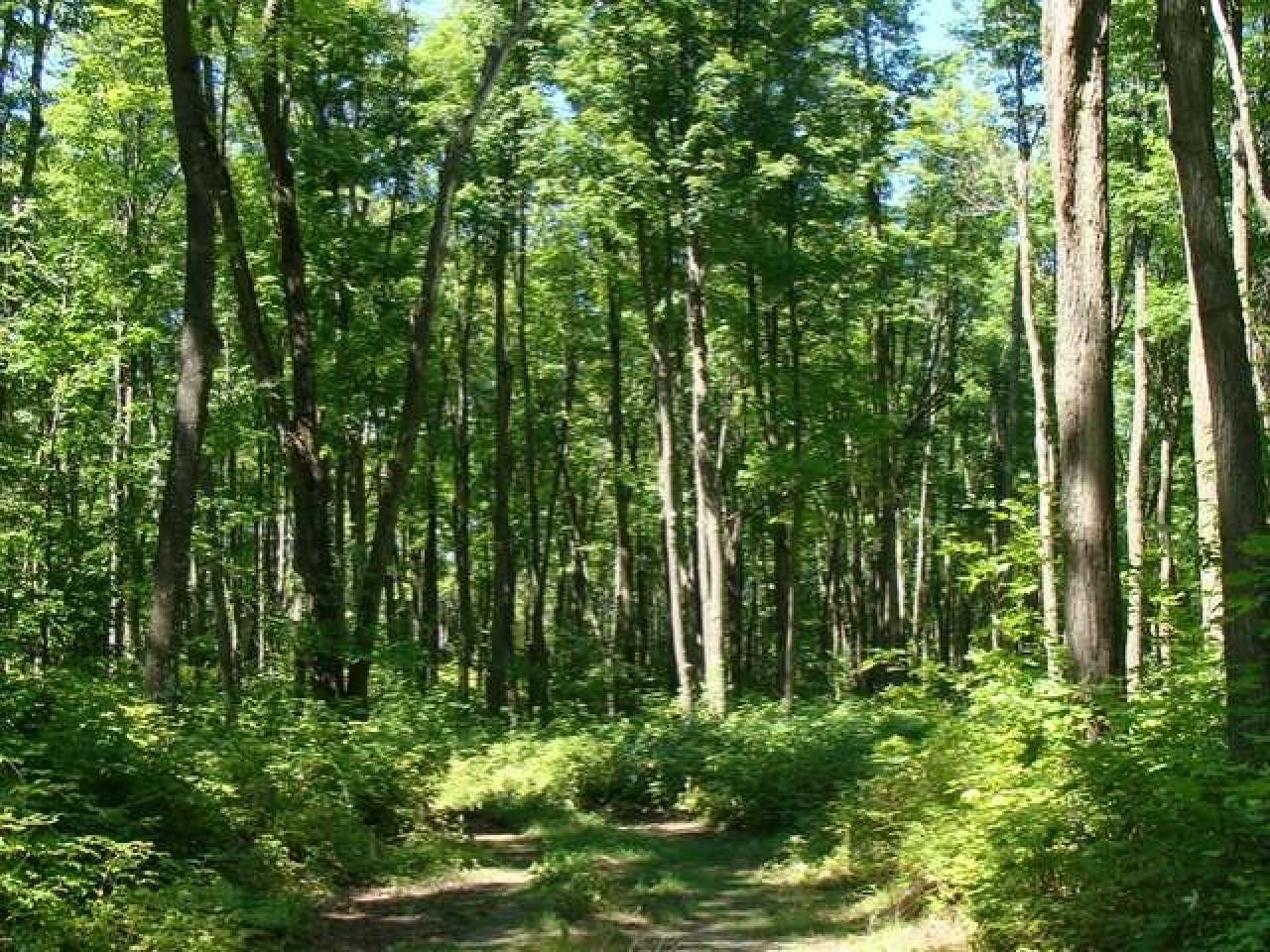 Lot 33 Gemstone Road Presque Isle, WI 54557 - Photo 7 of 9 Gallery Image 7