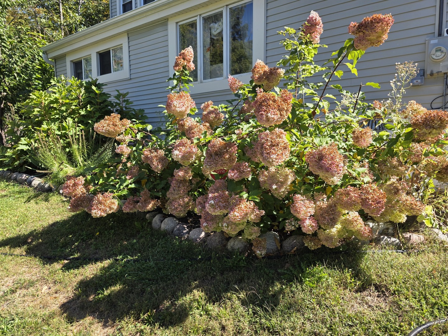 38433 North 5th Avenue Spring Grove, IL 60081 - Photo 44 of 44 a plant that is sitting in front of a house