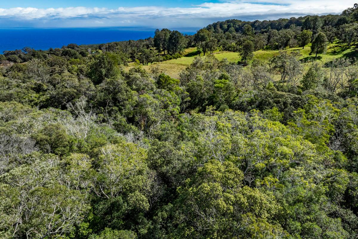 13 Old Stable Road Paauilo, HI 96776 - Photo 4 of 21 Gallery Image 4