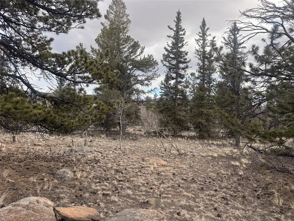 a view of a forest with trees