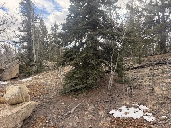 a view of a yard with trees