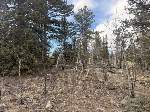 a view of a forest with trees in the background