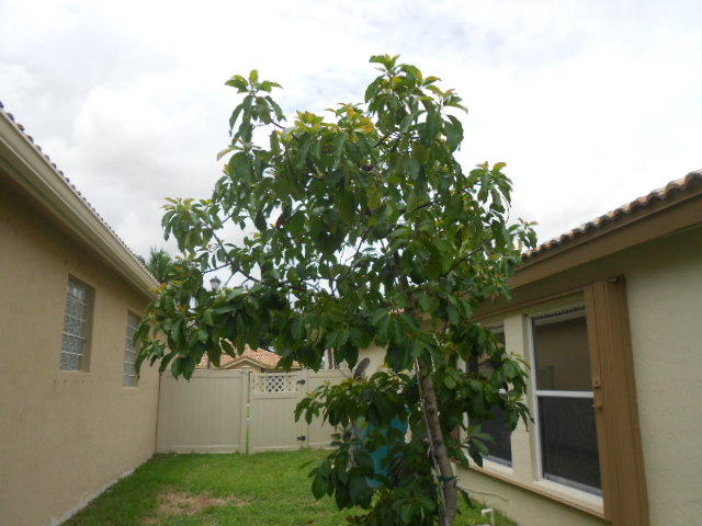 1006 Fosters Mill Road Boynton Beach, FL 33436 - Photo 17 of 18 Avocado Tree