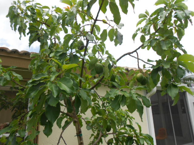 1006 Fosters Mill Road Boynton Beach, FL 33436 - Photo 18 of 18 Avocado Tree