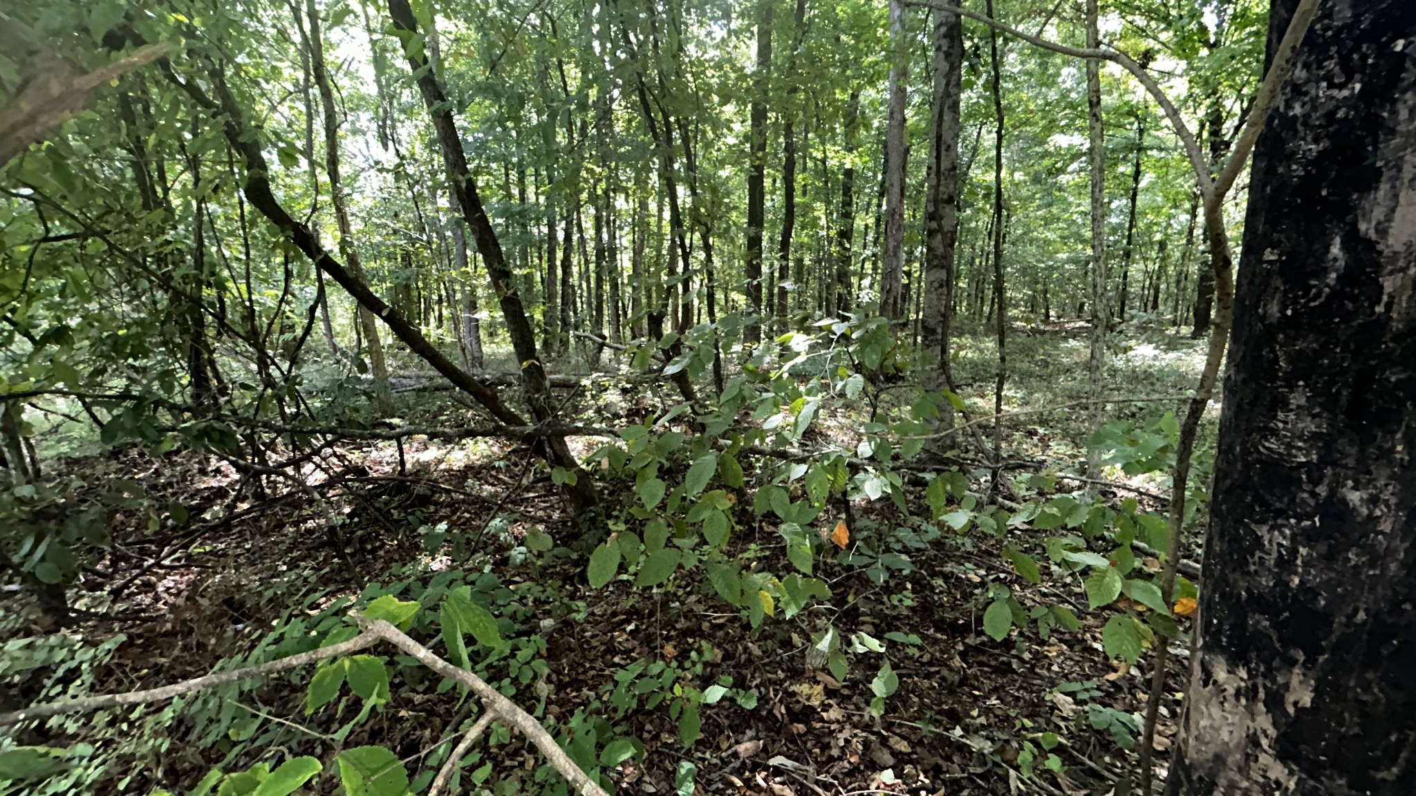 0 Craig Moore Road Lewisburg, TN 37091 - Photo 7 of 17 Gallery Image 7