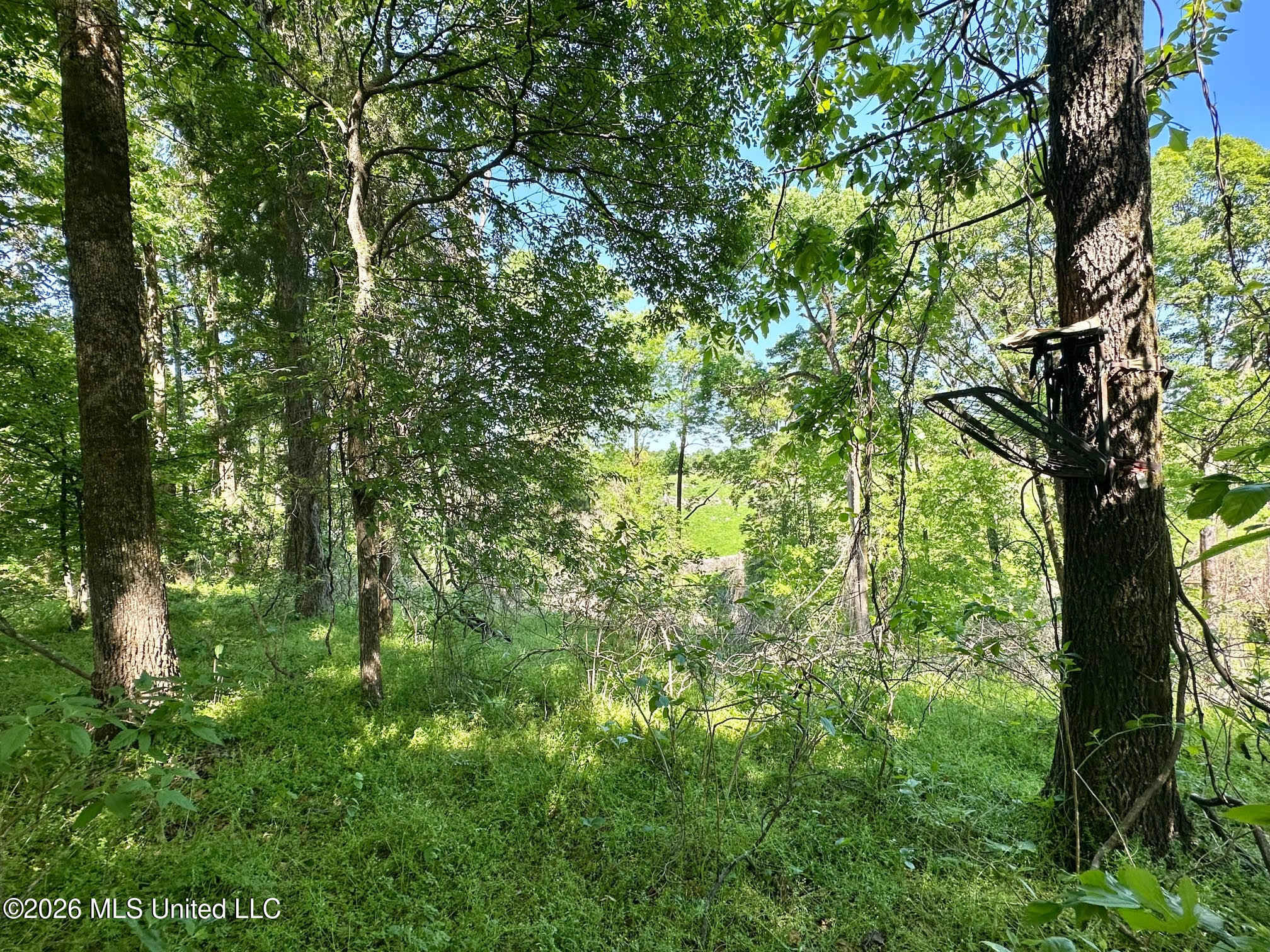 0 Malmaison Road Carrollton, MS 38917 - Photo 6 of 20 5