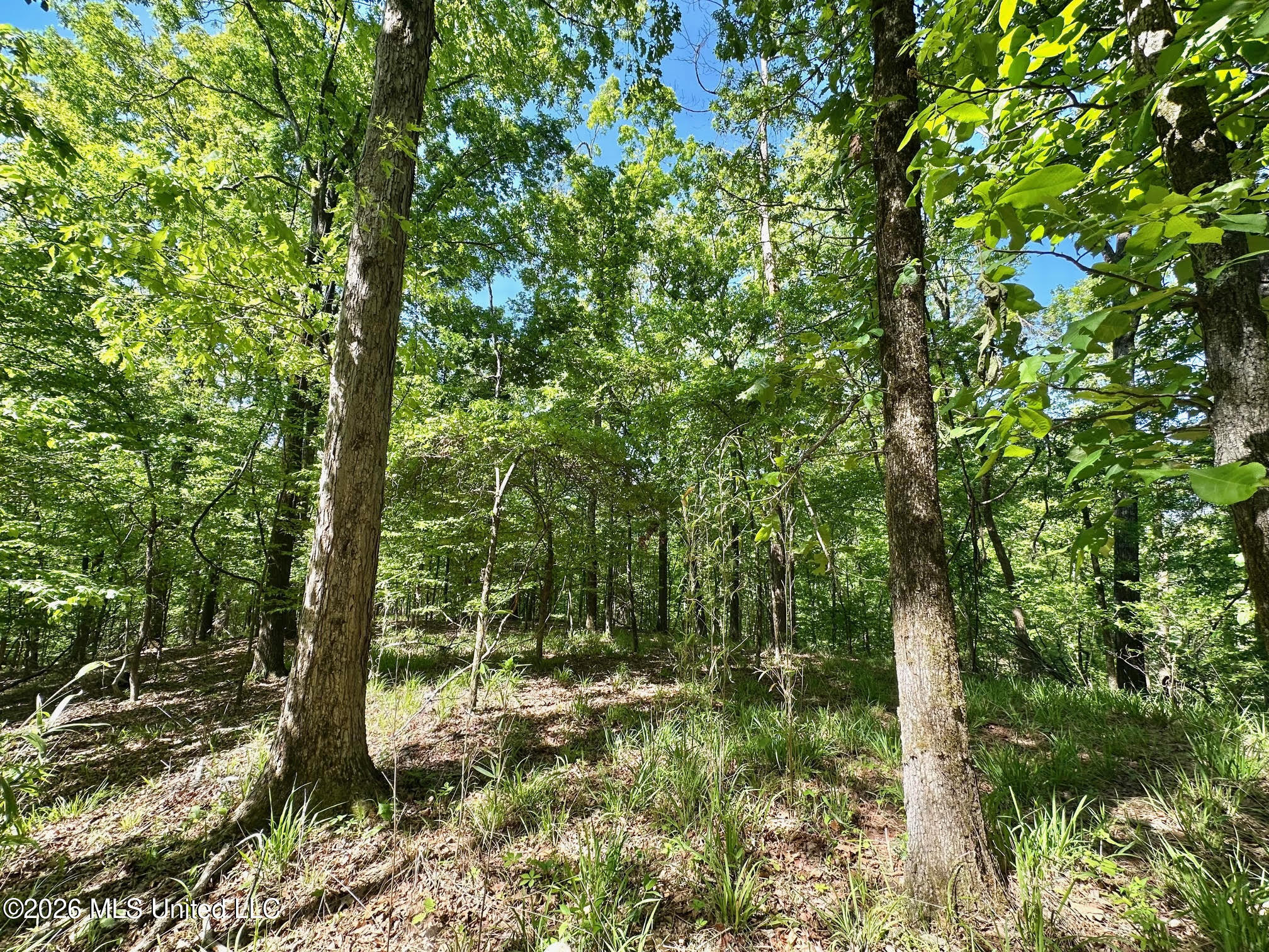 0 Malmaison Road Carrollton, MS 38917 - Photo 7 of 20 7