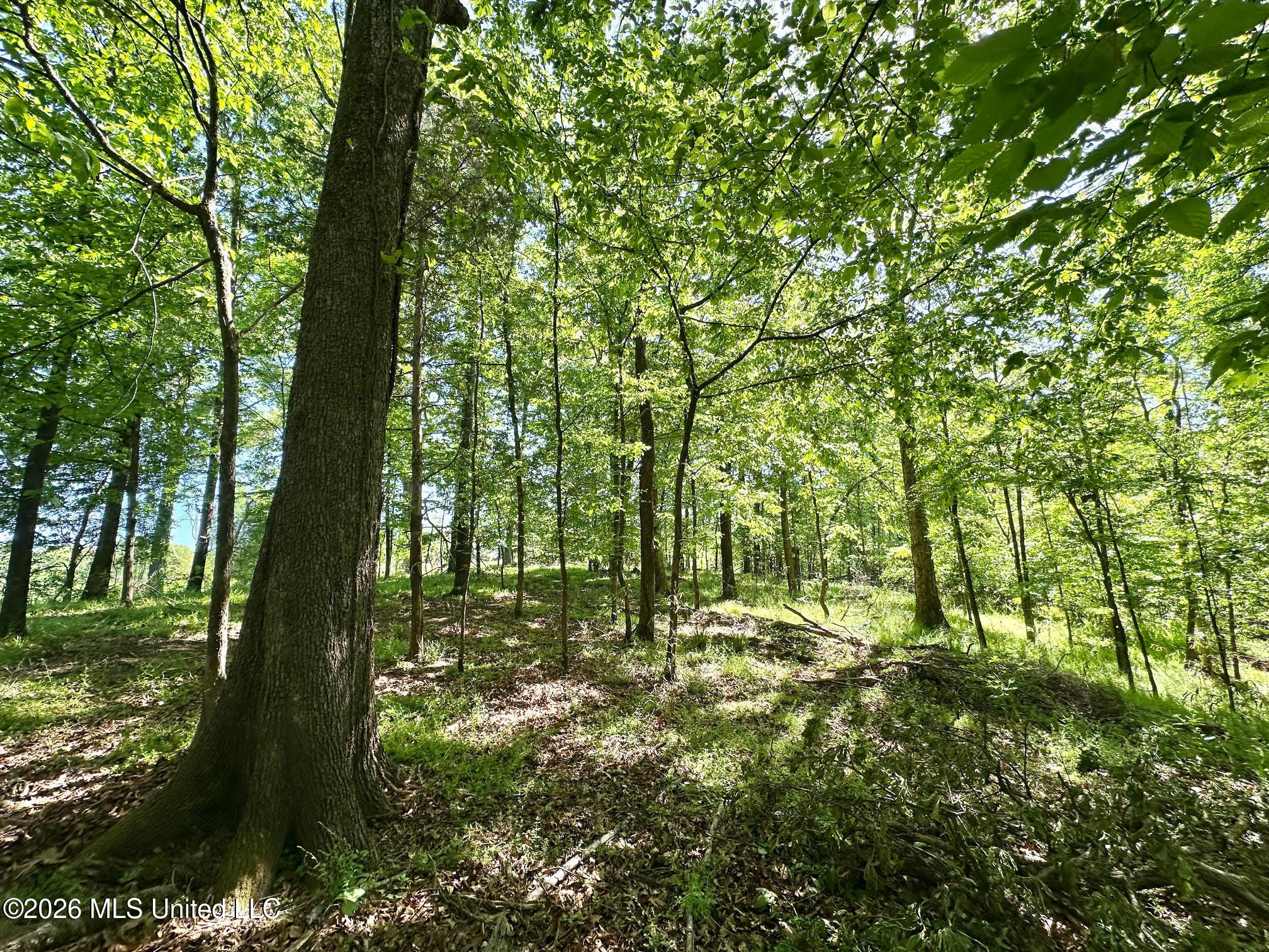 0 Malmaison Road Carrollton, MS 38917 - Photo 8 of 20 8