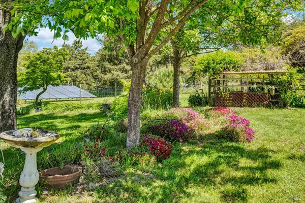 a view of a backyard with plants and large trees