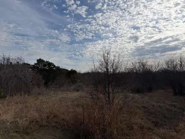 a view of a yard in a forest