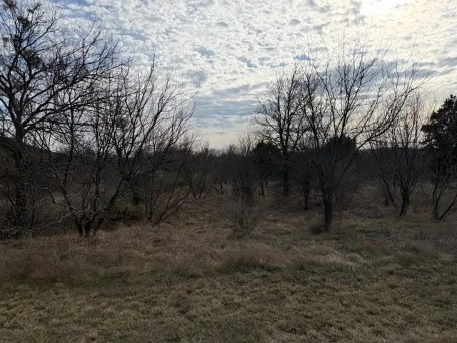 a view of a forest filled with trees