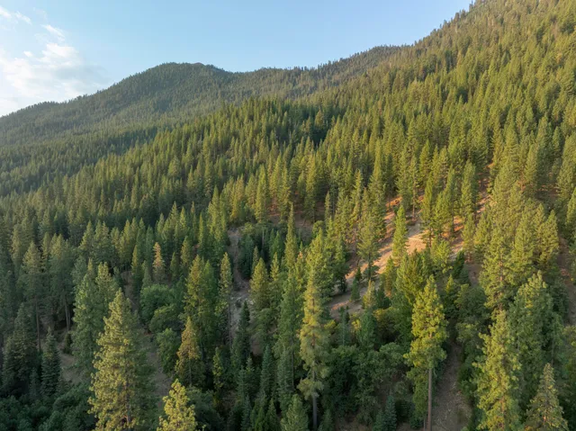 a view of a lush green hillside and a mountain