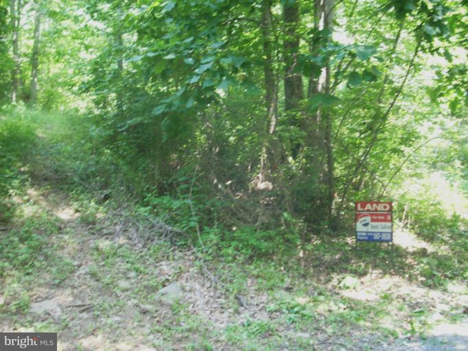 3378 Fiery Run Road Linden, VA 22642 - Photo 4 of 5 Driveway to area where old cabin is located