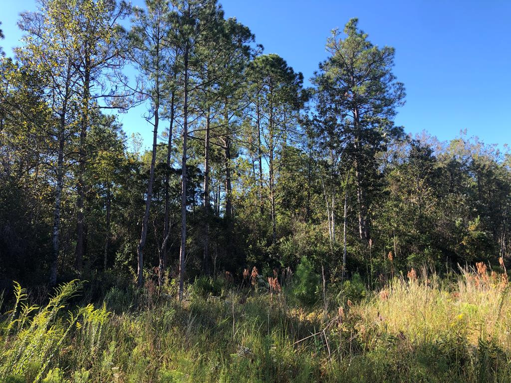 Undisclosed Address Samson, AL 36477 - Photo 34 of 39